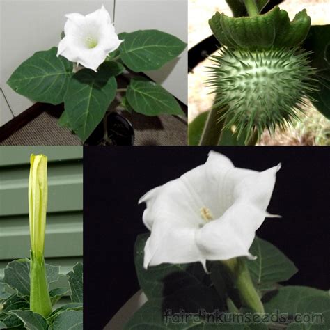 DATURA INOXIA PDF