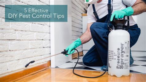 5 Effective DIY Pest Control Tips – The Pinnacle List