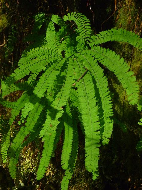 Trailing Ahead: Hiking between walls of moisture-dripping ferns and ...