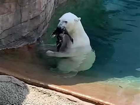 Polar Bear Attack Zoo