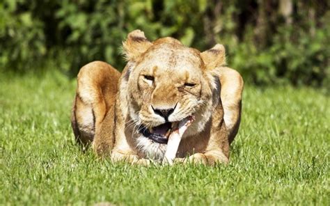 animals, Grass, Feline, Lions, Bones, Eating Wallpapers HD / Desktop ...