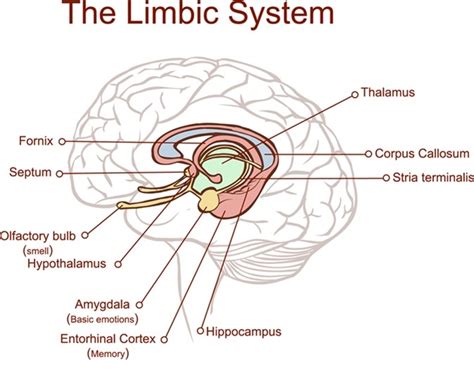 Limbic System And Emotion