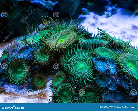 Green Palythoa Soft Coral in a Reef Aquarium Stock Photo - Image of ...