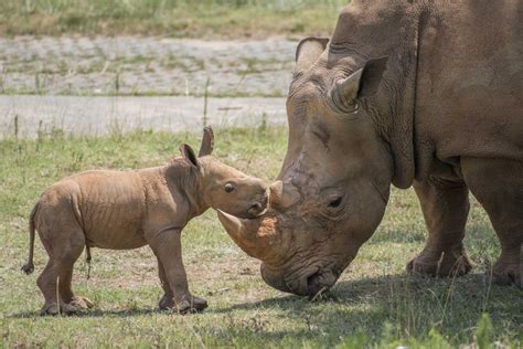 Second Surprise Rhino Birth at NC Zoo in 2 weeks [North Carolina Zoo ...