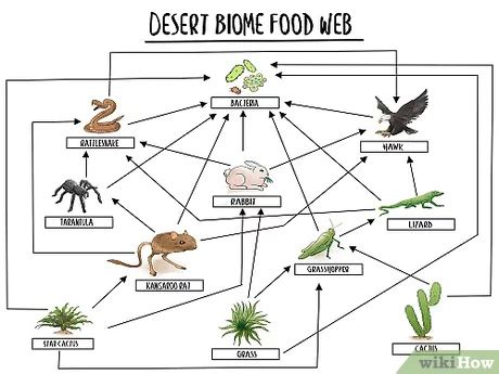 Food Chain with Labels: Discover the Essential Components for a ...