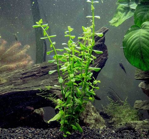 Bacopa Monnieri - Aquarium Tips