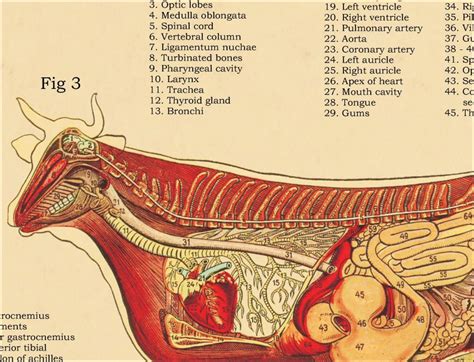 Cow Skeletal Internal Anatomy Veterinary Poster 18" X 24" Wall Chart