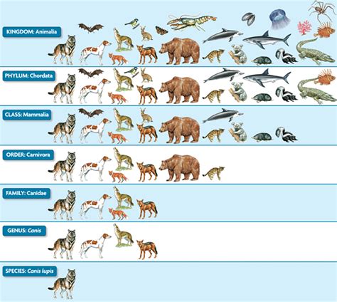 How to Understand Binomial Nomenclature | Animal classification ...