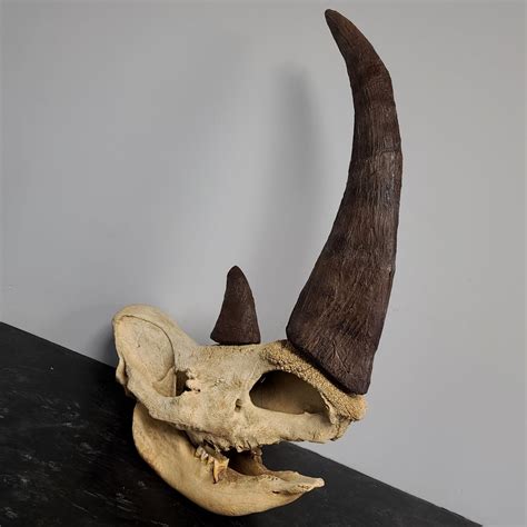 Woolly Rhino Fossil Skull, Complete (SALE) – SkullStore Inc.