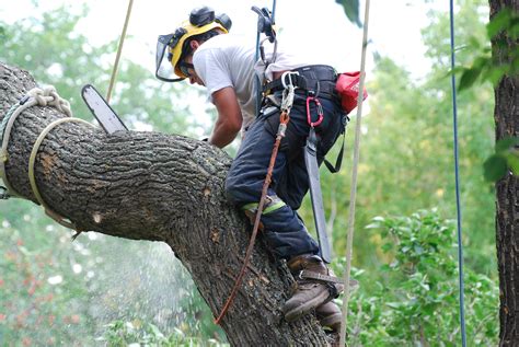 How to Become an Arborist: Tips, Equipment and Qualifications