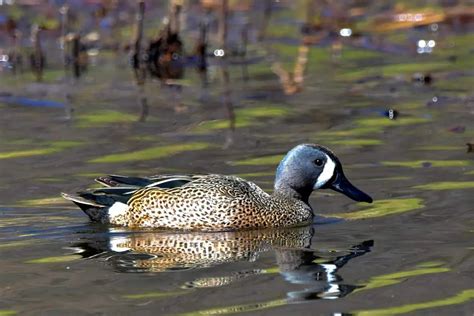 Blue-winged Teal (Spatula discors) - Hawaii Bird Guide