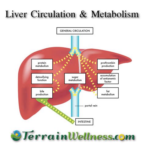 Liver Detoxification Pathways