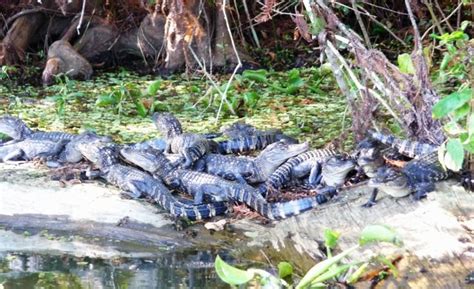 251 best images about louisiana swamps and wildlife on the bayou on ...