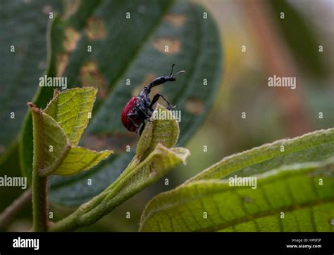 Female giraffe weevil in rainforest of Madagascar Stock Photo - Alamy