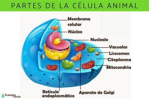 Partes de la célula animal y sus funciones - ¡Resumen con esquemas!