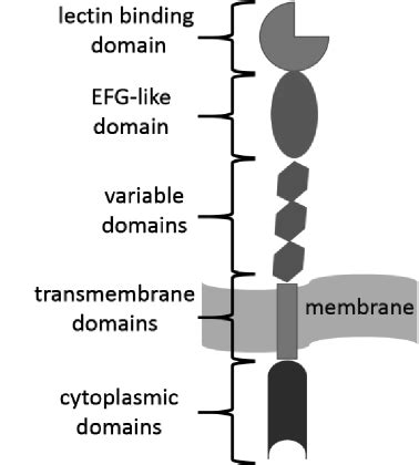 Selectins - Cellular analysis by atomic force microscopy