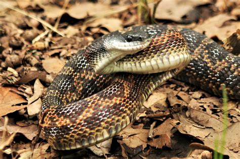 Western Rat Snake Close-up Free Stock Photo - Public Domain Pictures