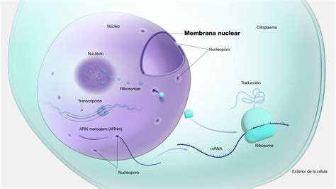 Membrana nuclear