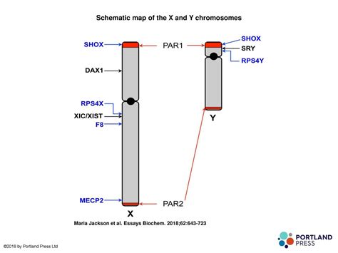 Schematic map of the X and Y chromosomes - ppt download