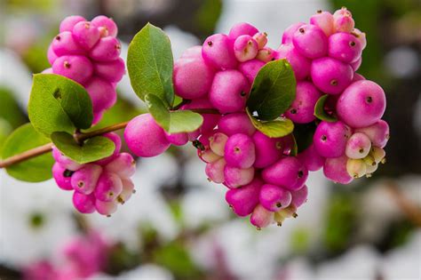 Symphoricarpos orbiculatus (Coralberry)