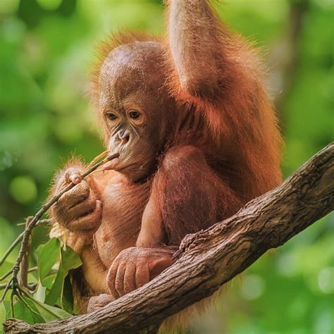 Orangutans | Facts & Endangered Status | Born Free