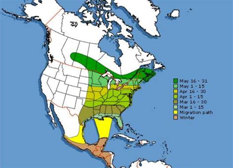 Hummingbird Migration Map 2020 Sightings & Patterns