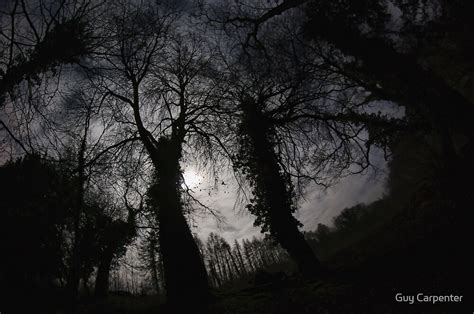 "Full Moon Forest" by Guy Carpenter | Redbubble