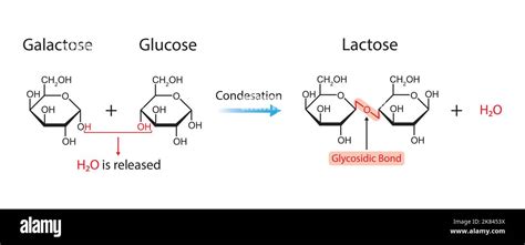 Lactose Formation. Glycosidic Bond Formation From Two molecules ...