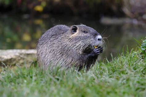 Animal Symbolism: Beaver on Whats-Your-Sign.com