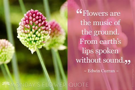 Flowers are the Music | Flower Quote | Floating Petals