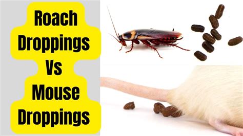 Roach Droppings Vs Mouse Droppings Comparison 2023 - Basic Rodents