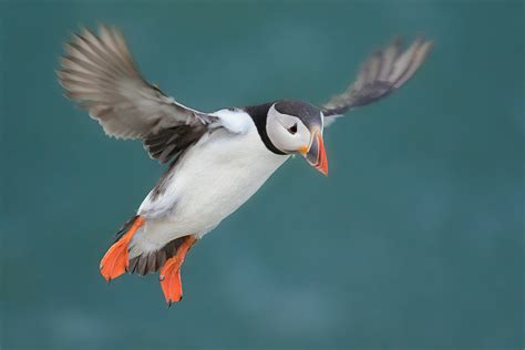 Puffin in Flight - Francis J Taylor Photography