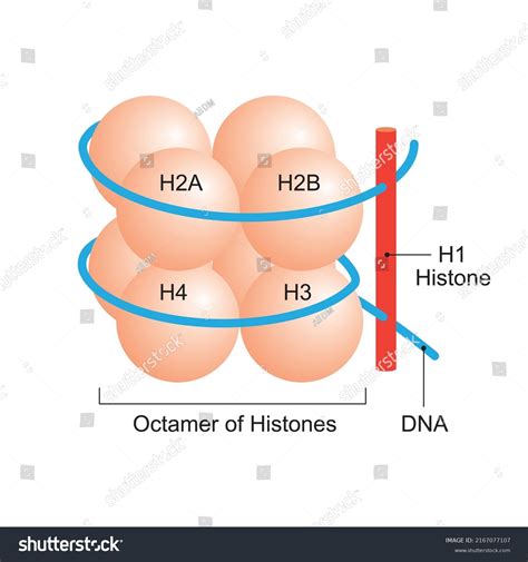 7 Histone Octamer Images, Stock Photos & Vectors | Shutterstock