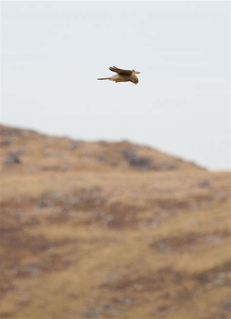 Kestrel Hovering | Cornwall Guide Images