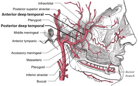 Lump On Temporal Artery - mapageprek