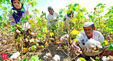 cotton production: India's cotton production expected to be up by 12% ...