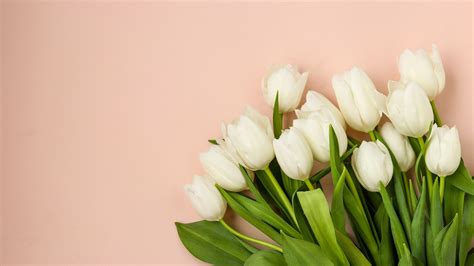 White Tulip Flower 5K | 5120x2880 resolution wallpaper