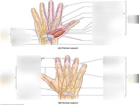 nerves of the hand Diagram | Quizlet