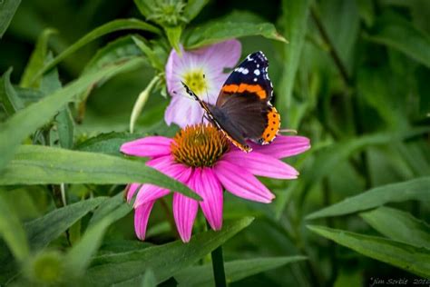 13 Best Botanical Gardens in Texas for Nature Lovers - Happy To Be Texas