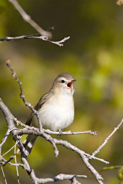 Warbling Vireo (Vireo gilvus)