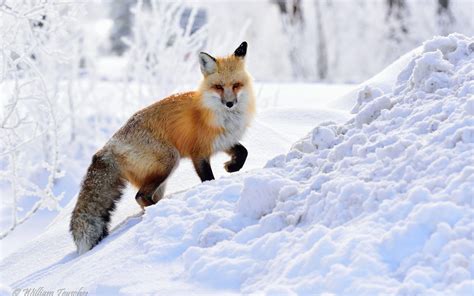 Snow Fox Wallpapers - Wallpaper Cave