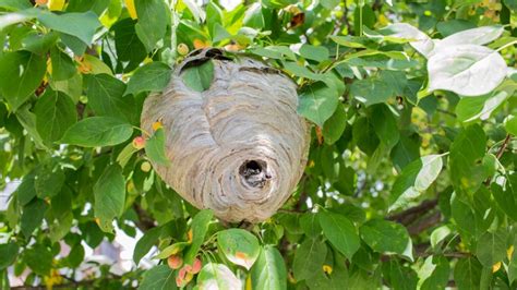 How To Get Rid of Hornets Nest? | A Complete Guide - Pest Samurai