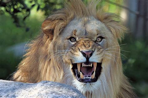 The African lion is waiting for you at Zoo Leipzig!