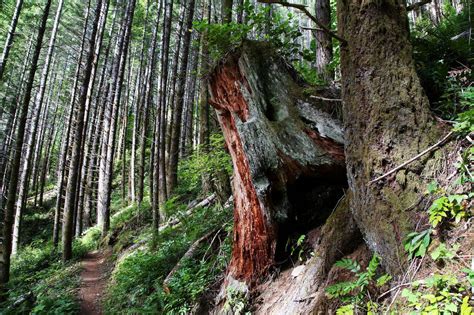 Hiking through the Tillamook Burn: An Oregon forest recovers, decades ...