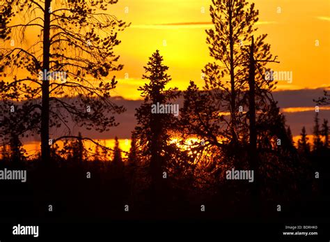 sonnenuntergang im moor, gaellivare, lappland, schweden, sunset at bog ...