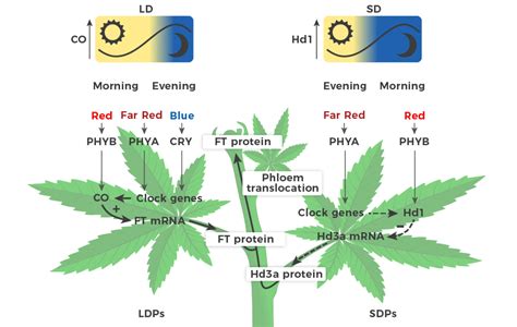 Everything You Need to Know About Cannabis Cultivation Light Schedules