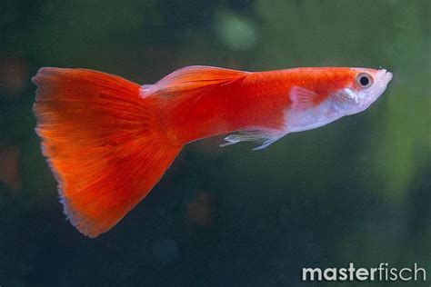 Guppy premium full red - Poecilia reticulata | MasterFisch