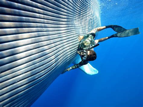 Diver pets a blue whale