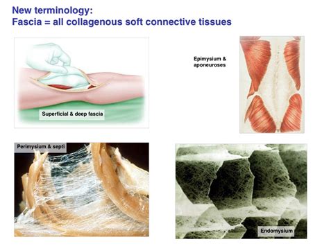 Fascia and Extra-Cellular Matrix (ECM) - Defining Fascia