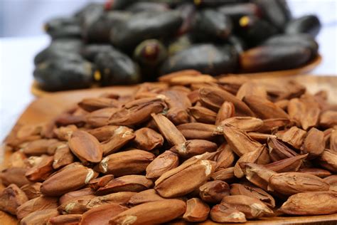 Philippines regains EU market access for pili nuts export | Official ...